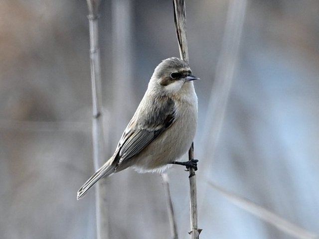 �c���X�K��